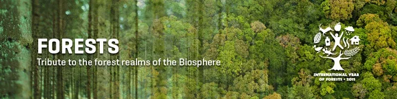 Forests